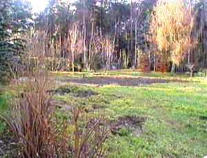 Wiese