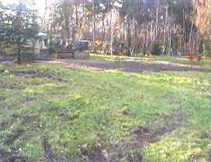 Wiese