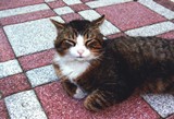 Katze 3